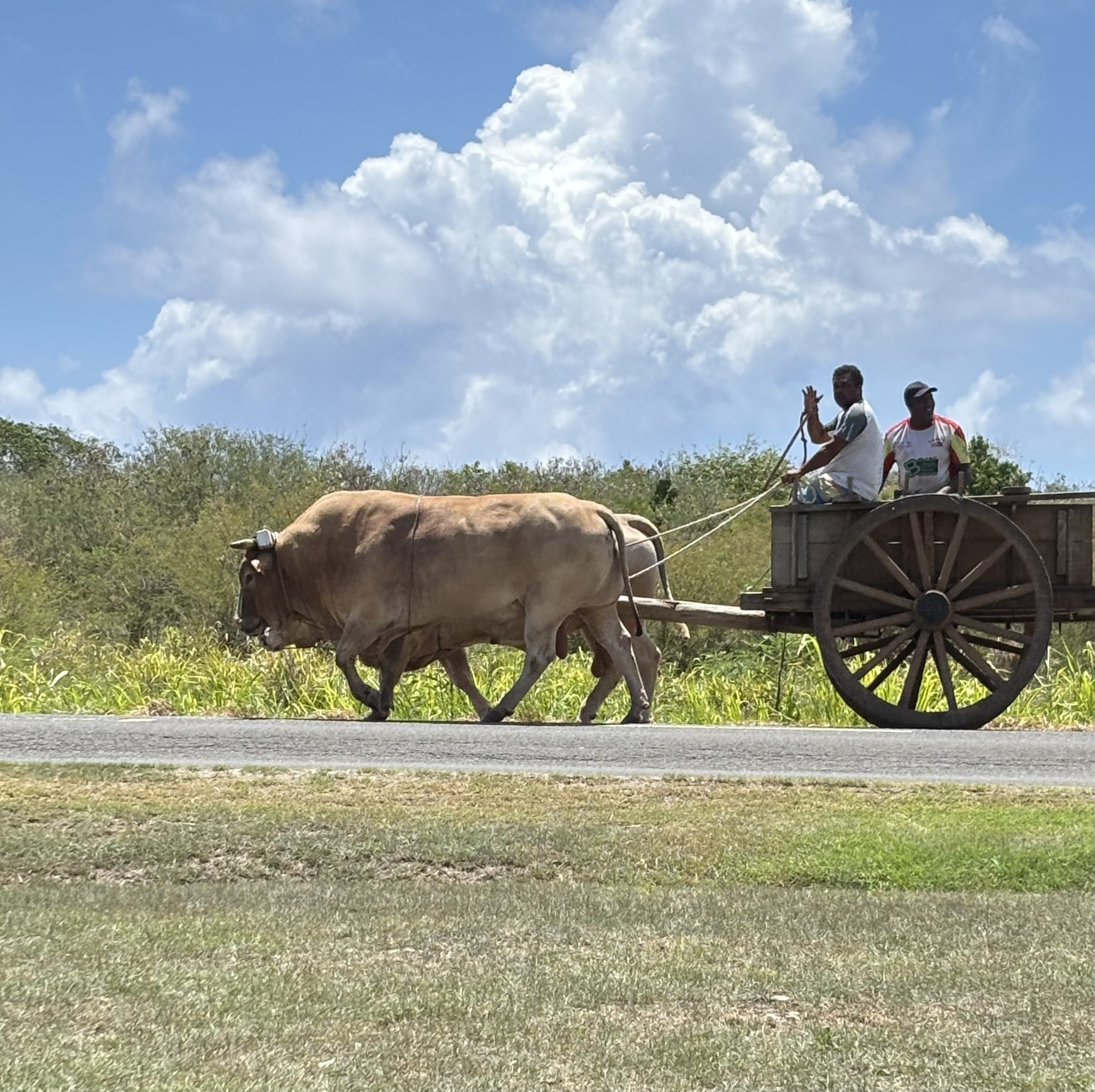 Un paysage culturel en Guadeloupe