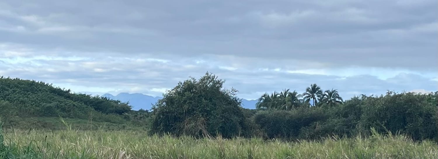 Paysage de champs en Grande-Terre avec les reliefs de la Guadeloupe à l’horizon