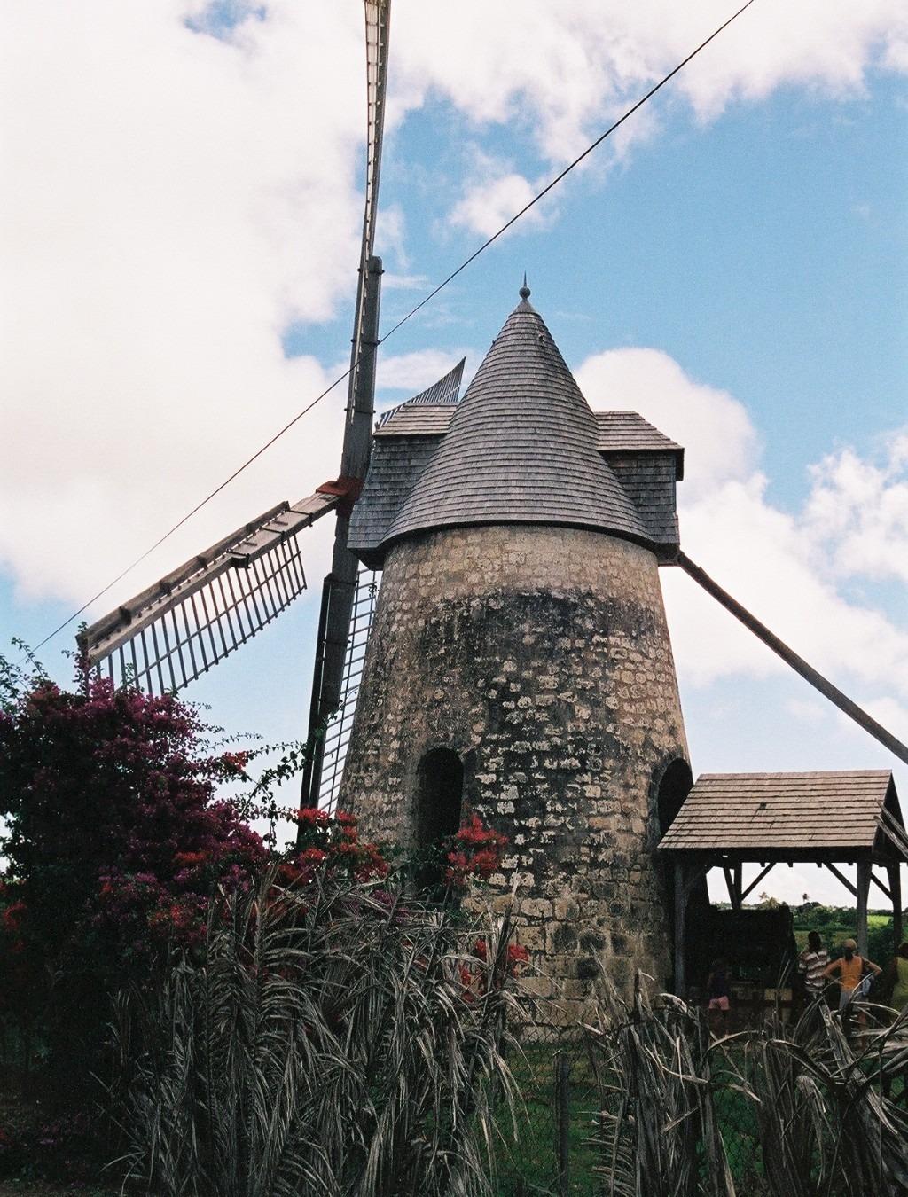 Moulin Bézard à Marie-Galante, tour en pierre et ailes au-dessus de la végétation